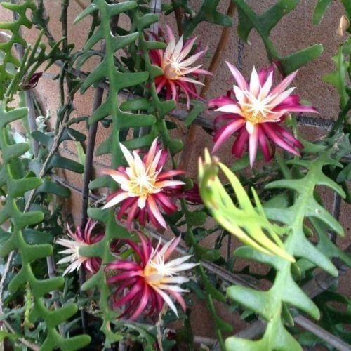 Epiphyllum Anguliger () Epiphyllum Anguliger