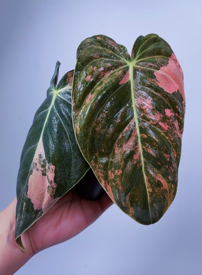 Se produkter som liknar Philodendron Melanochrysum Pi.. p Tradera  (726525106)