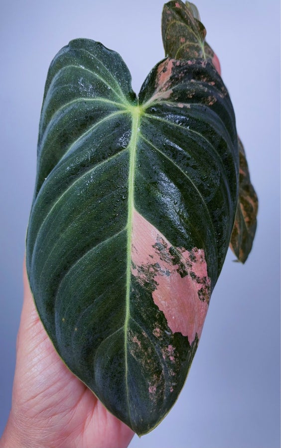 Se produkter som liknar Philodendron Melanochrysum Pi.. p Tradera  (726525106)