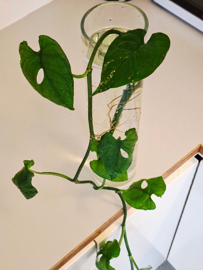 monstera yellow variegated Monstera adansonii 'Variegated' | Plants