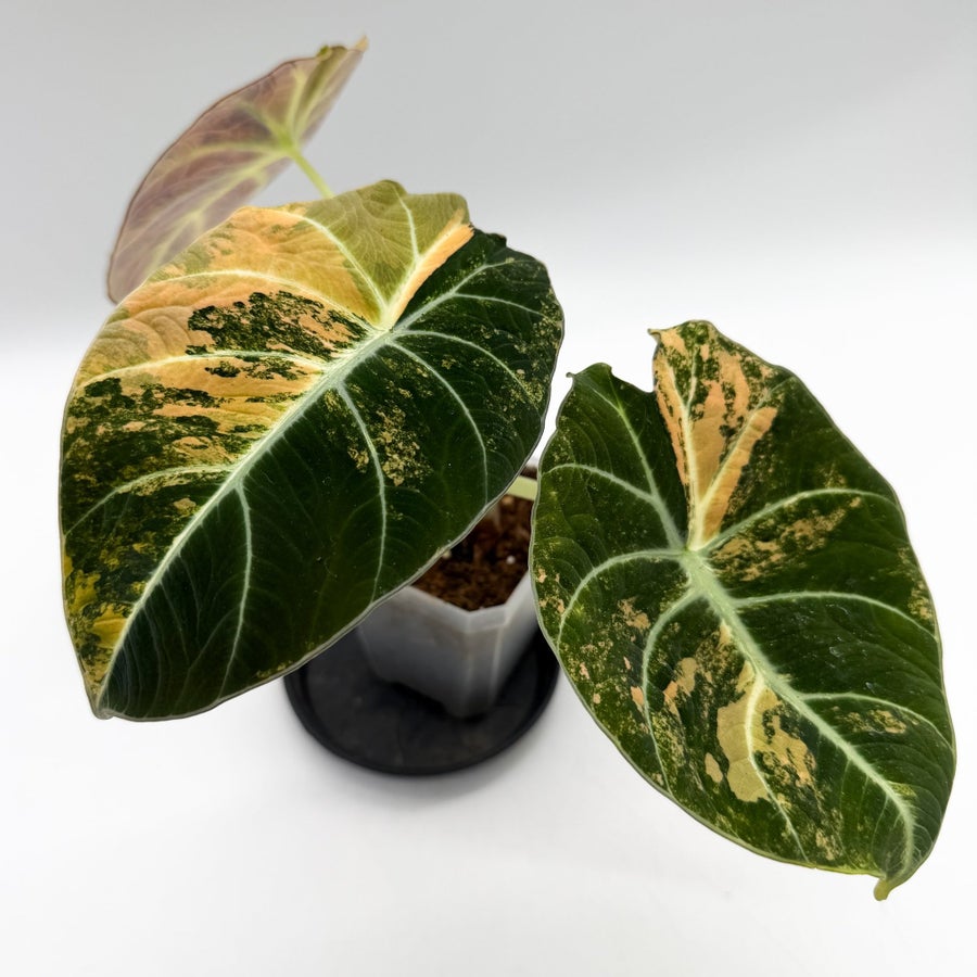 Se produkter som liknar Alocasia Black Velvet Gold (a.. p Tradera  (727417446)