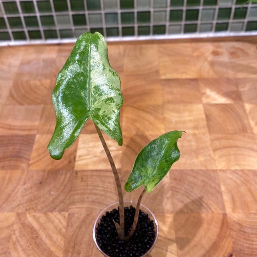 Alocasia Tigrina Superba albo/mint Variegata | Kp p Tradera (728252895)
