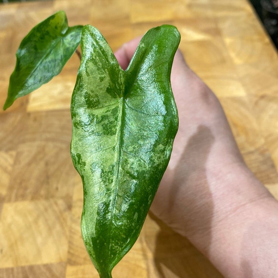 alocasia frydek variegata vergrnt Alocasia Frydek Variegata