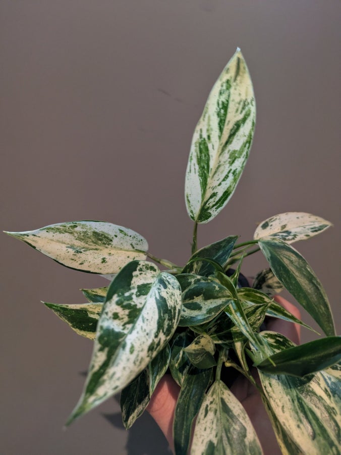 zebra monstera Zebra Plant (Aphelandra Squarrosa)