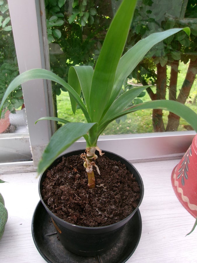 Fragrans Doftdracena (Dracaena fragrans) planta. | Köp på Tradera (754602010)