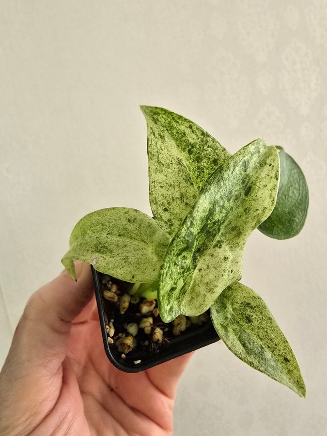kalanchoe fedtschenkoi variegata Kalanchoe fedtschenkoi 'Variegata' 4” pot – Dose of Succulents main image 1