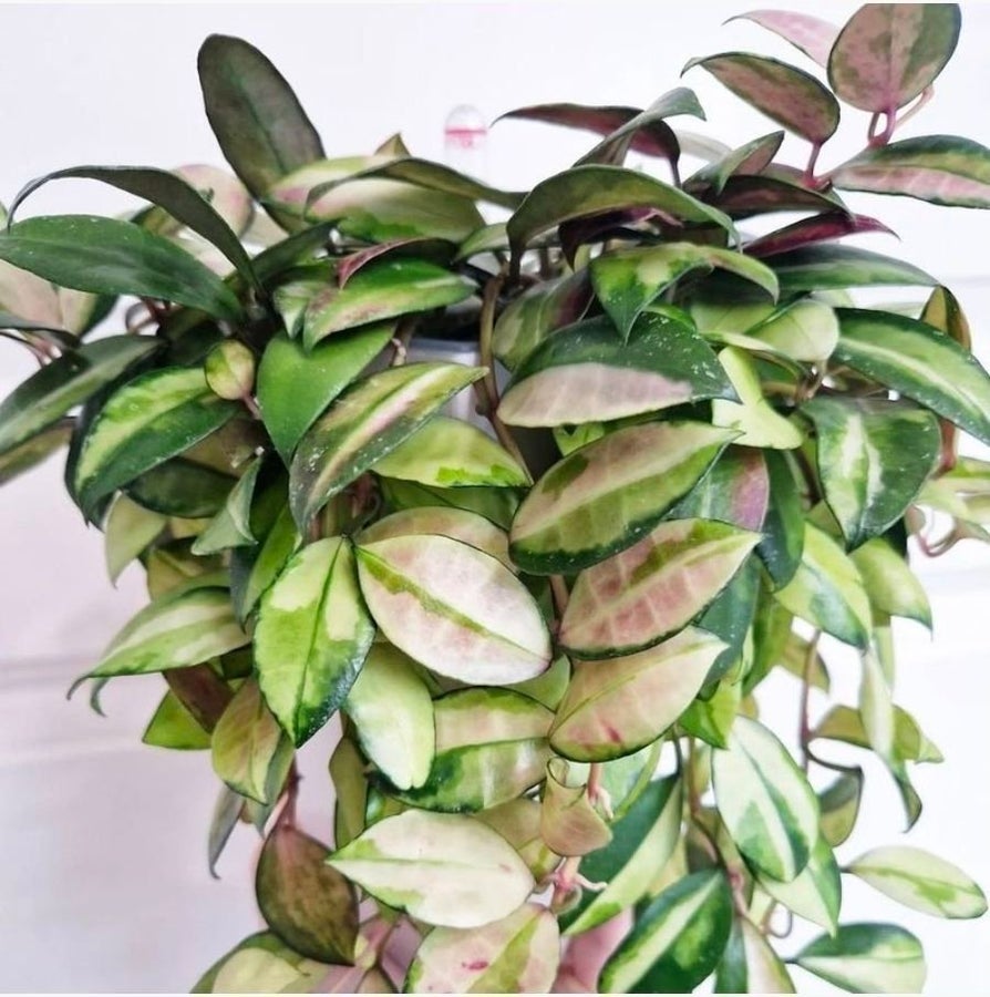 Se produkter som liknar Hoya walliniana (variegata) -.. p Tradera  (726475251)