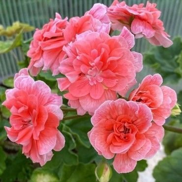 Cara Rosa Pelargon