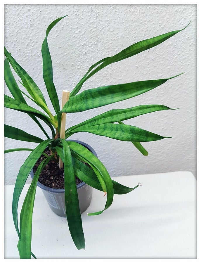 Se produkter som liknar SANSEVIERIA DUNERY DOONERI RO.. p Tradera  (726058258)