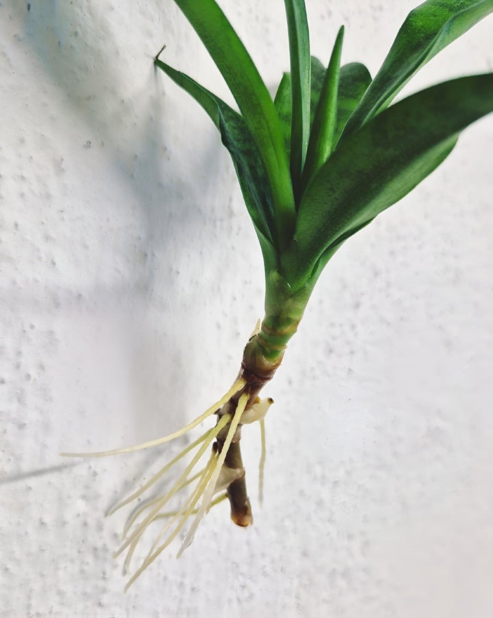 Se produkter som liknar SANSEVIERIA DUNERY DOONERI RO.. p Tradera  (726058258)