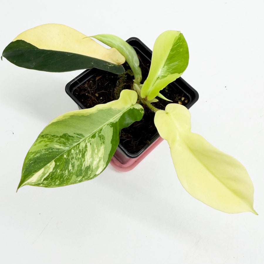 Philodendron Squamiferum variegata (aurea) | Kp p Tradera (735398976)