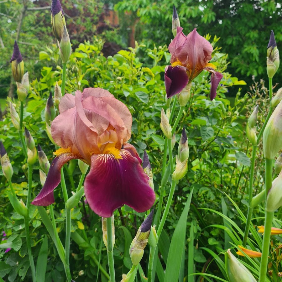 Iris, lila, ca 5-6 knölar | Köp på Tradera (679488793)