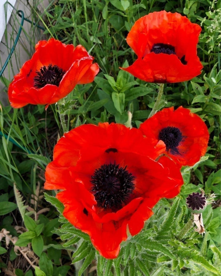 Se produkter som liknar Röd Jättevallmo, Papaver Orie.. på Tradera ...