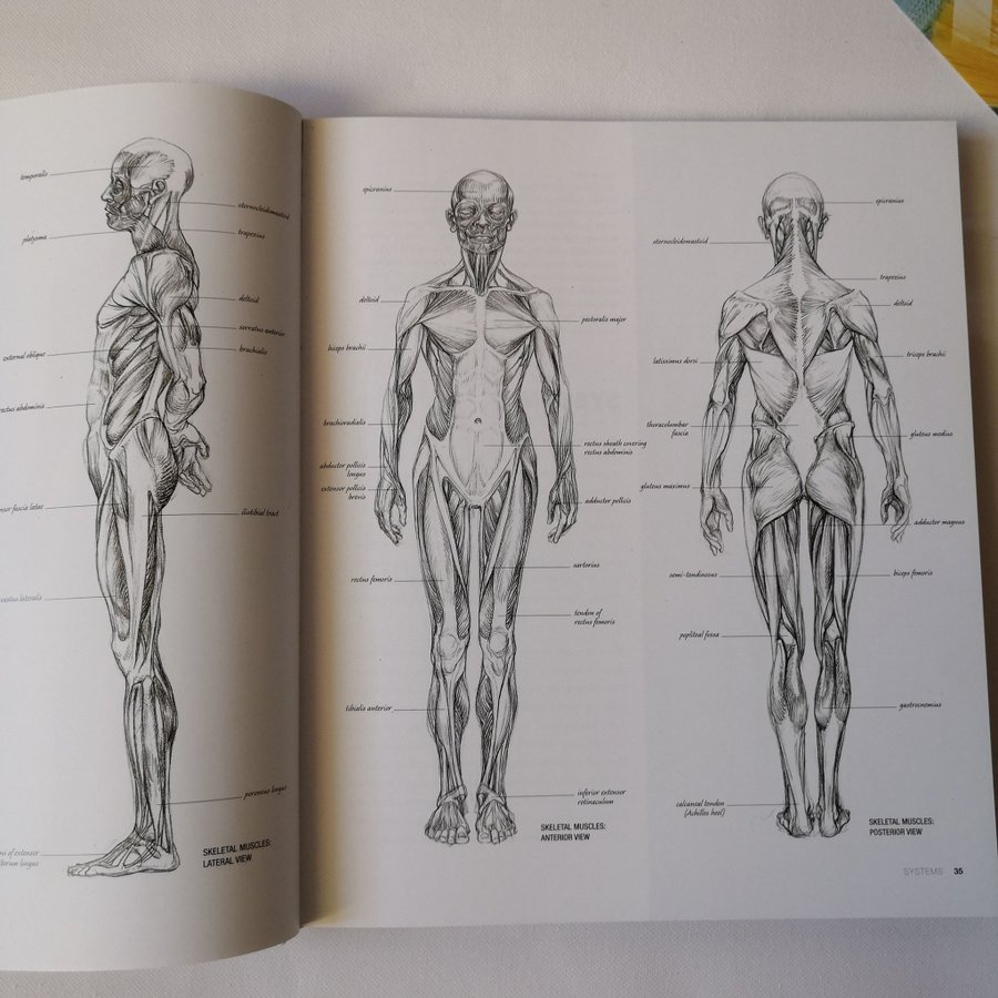 洋書 Anatomy for the Artist / Sarah Simblet Amazon | Anatomy for the Artist (Practical Art) | Simblet