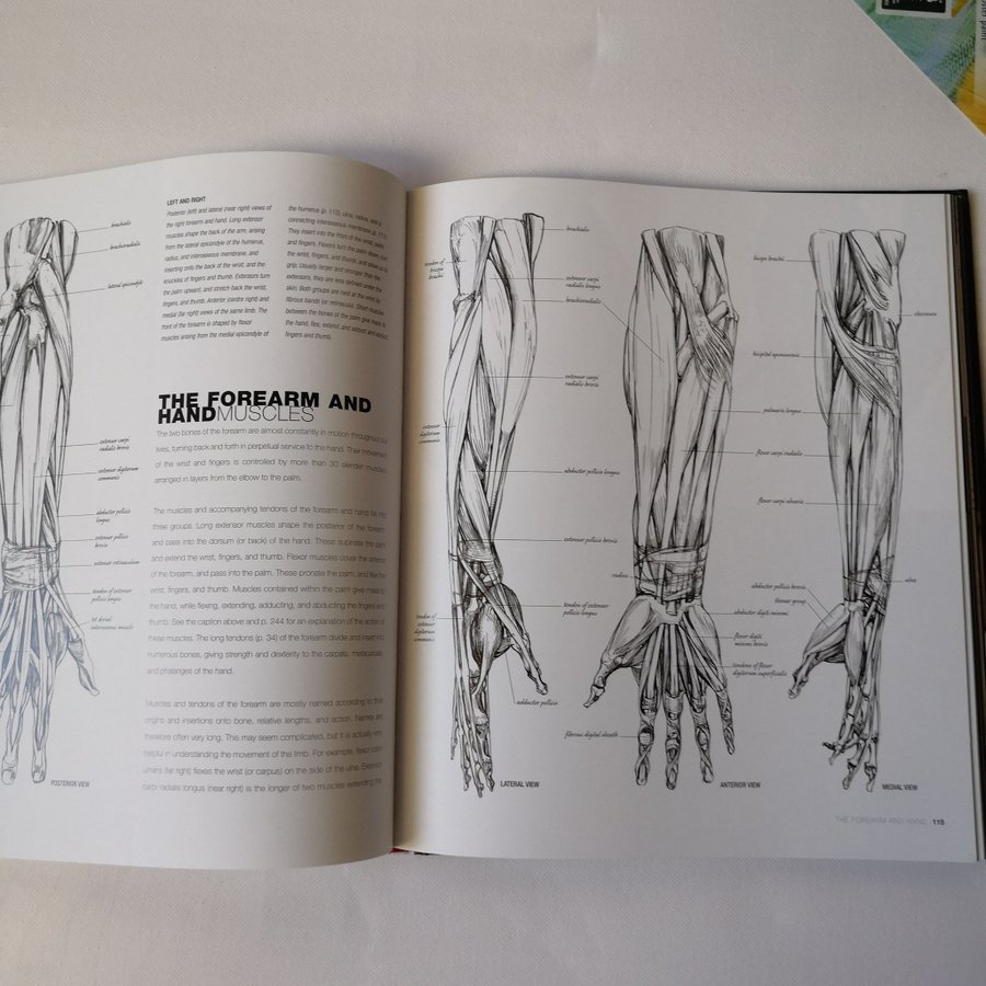 洋書 Anatomy for the Artist / Sarah Simblet 71Mh5VJ8kSL._UF350,350_QL50_.jpg