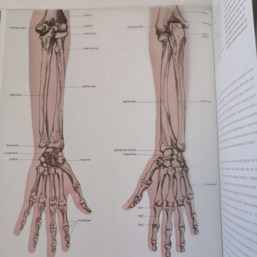 洋書 Anatomy for the Artist / Sarah Simblet Amazon | Anatomy for the Artist (Practical Art) | Simblet