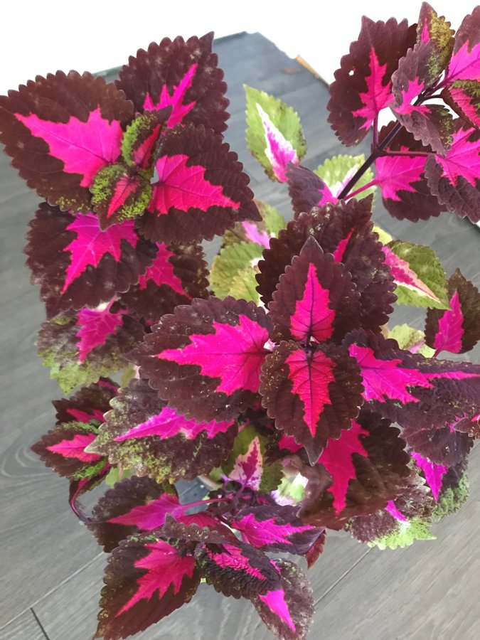 Palettblad / coleus China Rose | Köp på Tradera (601029644)