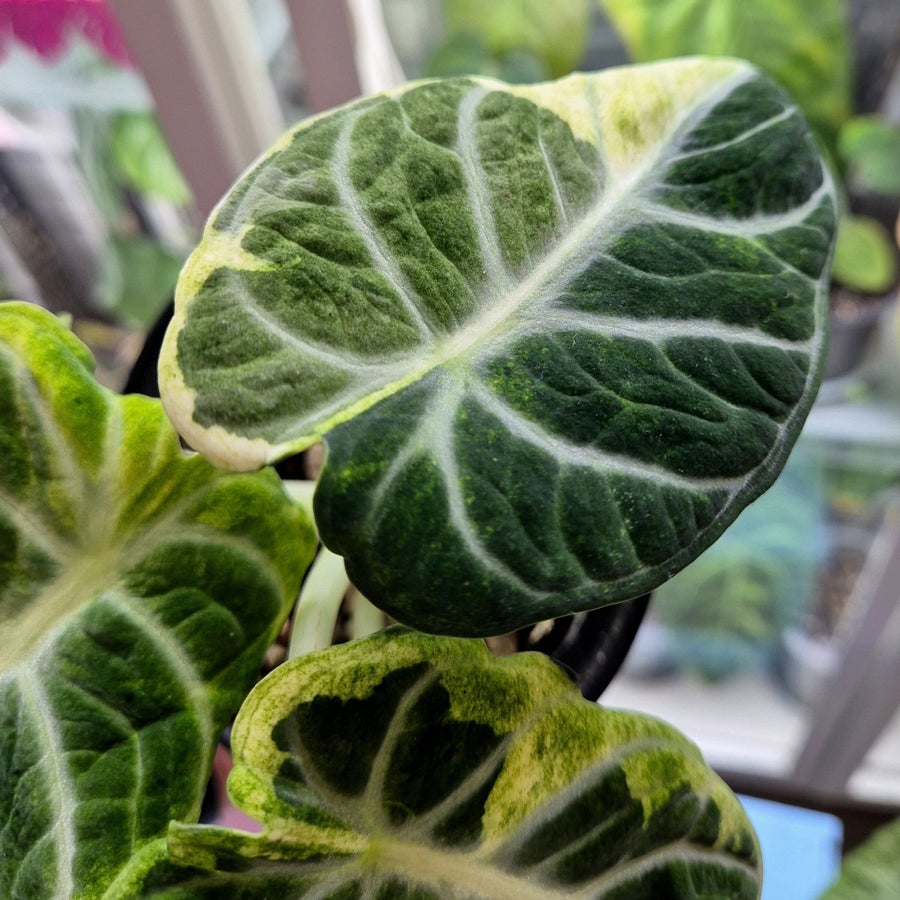 syngonium albo variegata kaufen White Variegated Syngonium Albo Variegata – Plant Vault