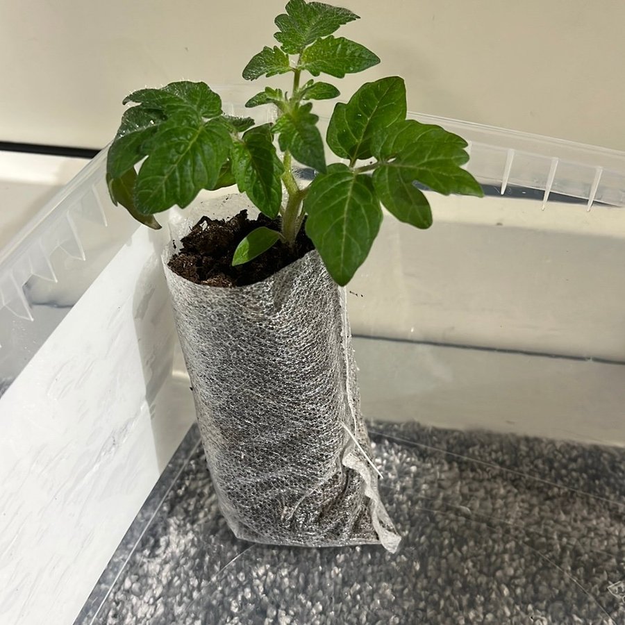 2: Tomatplanta - aztek - kruktomat - gula - kör.. | Köp på Tradera ...