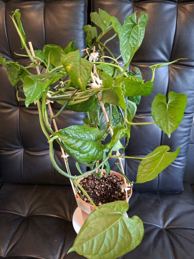 Monstera Membranacea Madison -ovanlig- | Kp p Tradera (732373839)