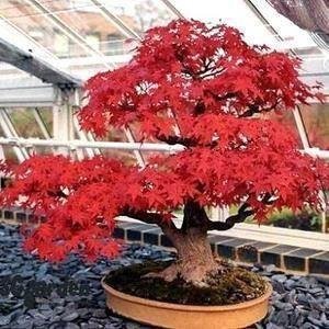 15 st. frön Rysk lönn, Flame Amur Maple (Acer tataricum)