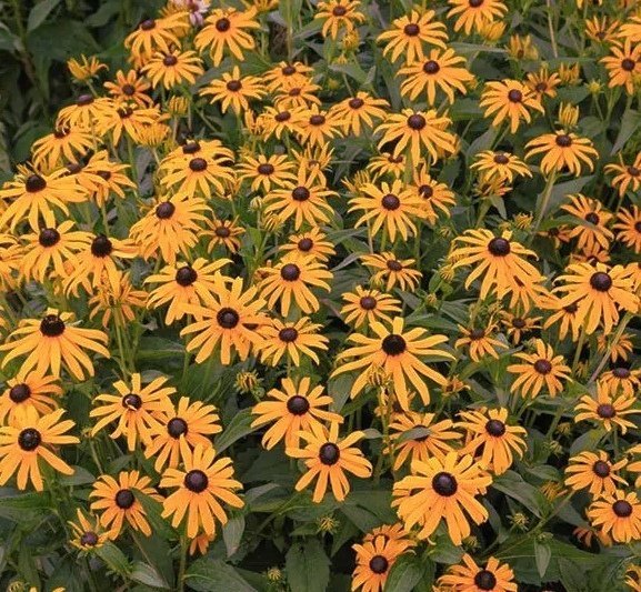 Rudbeckia Claire Orange Seed main image 1
