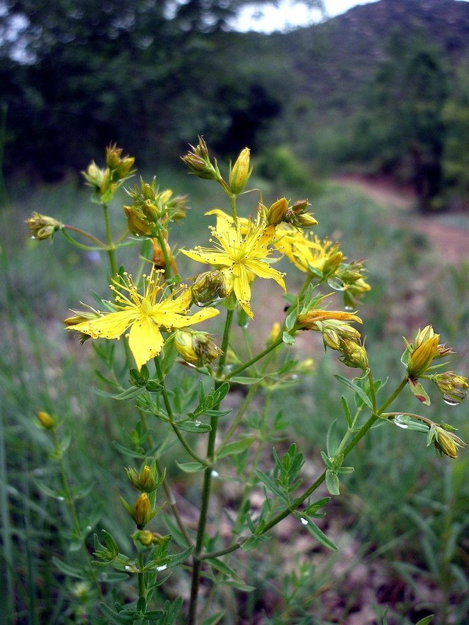 Se produkter som liknar Äkta johannesört - 100 st frö.. på Tradera ...