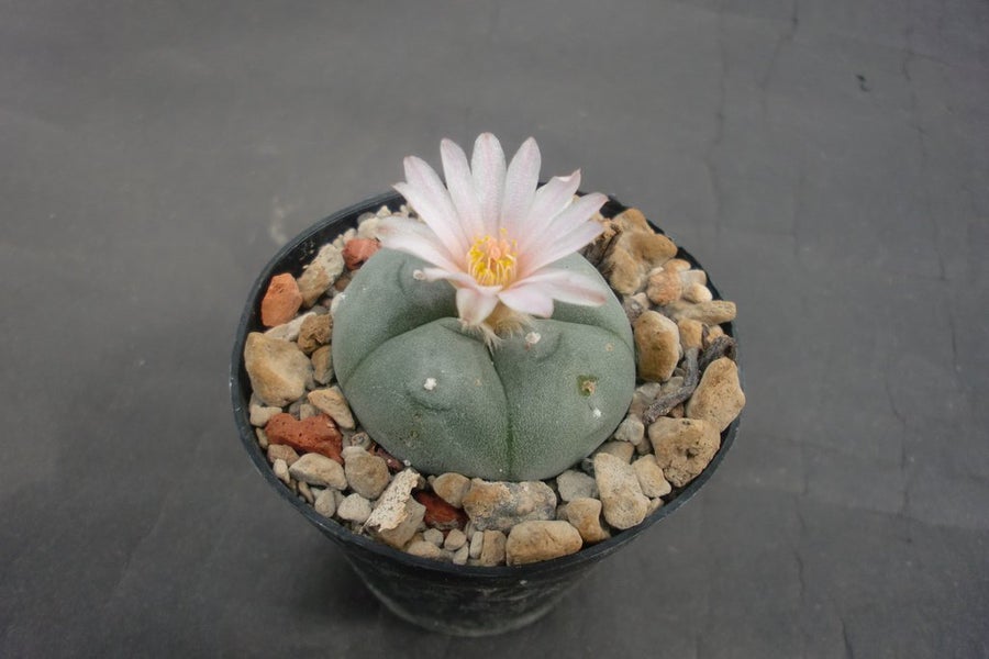 Kaktus-peyote | Kp frn forbianus p Tradera (618401055)