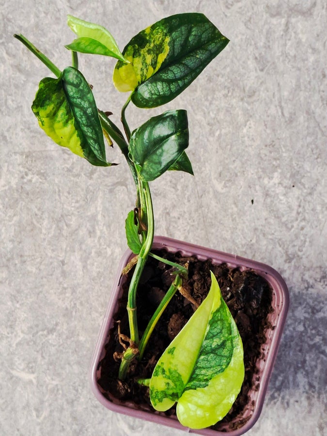 philodendron xl Philodendron gloriosum x. --McDowell Philodendron--