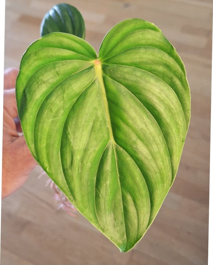 Se produkter som liknar *RARE* Philodendron Peltatum p Tradera (724486819)
