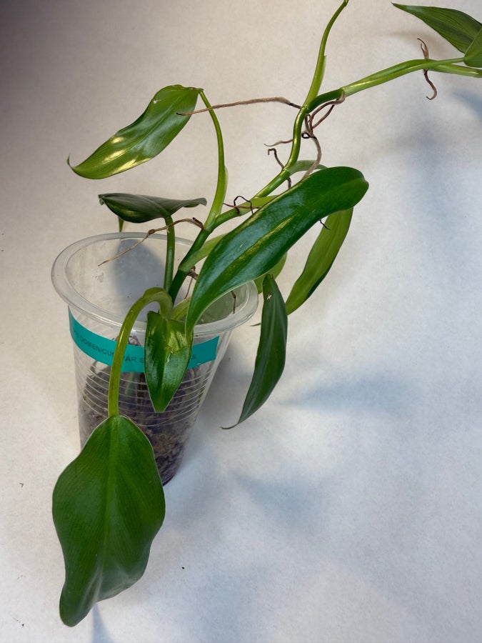 Se produkter som liknar Philodendron domesticum varie.. p Tradera  (719493014)