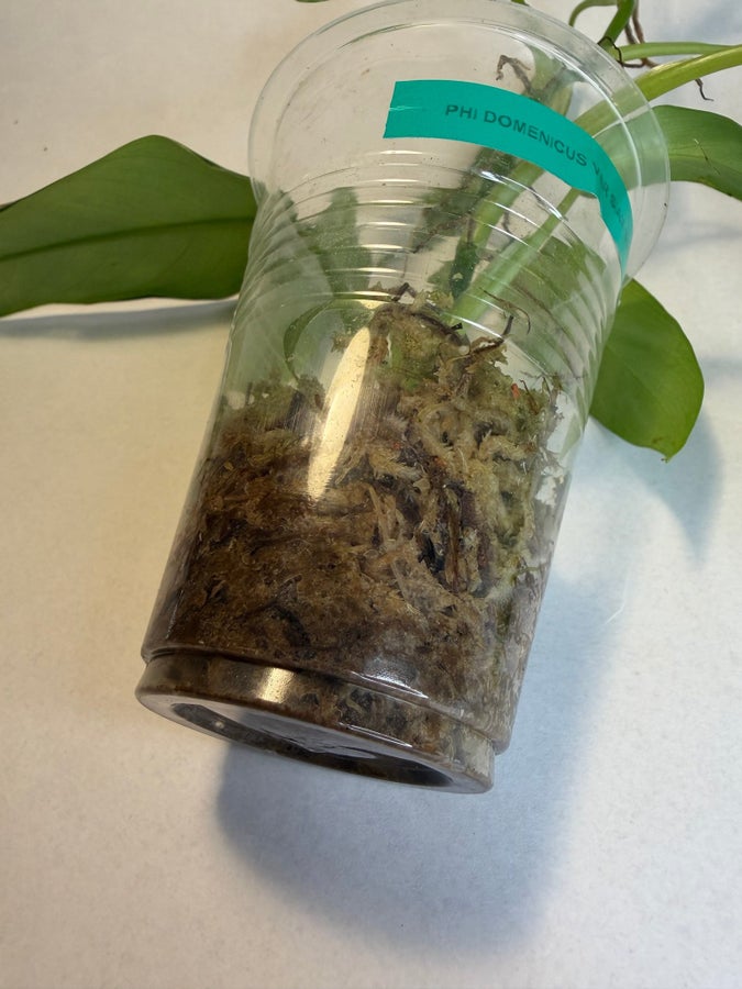 Se produkter som liknar Philodendron domesticum varie.. p Tradera  (719493014)