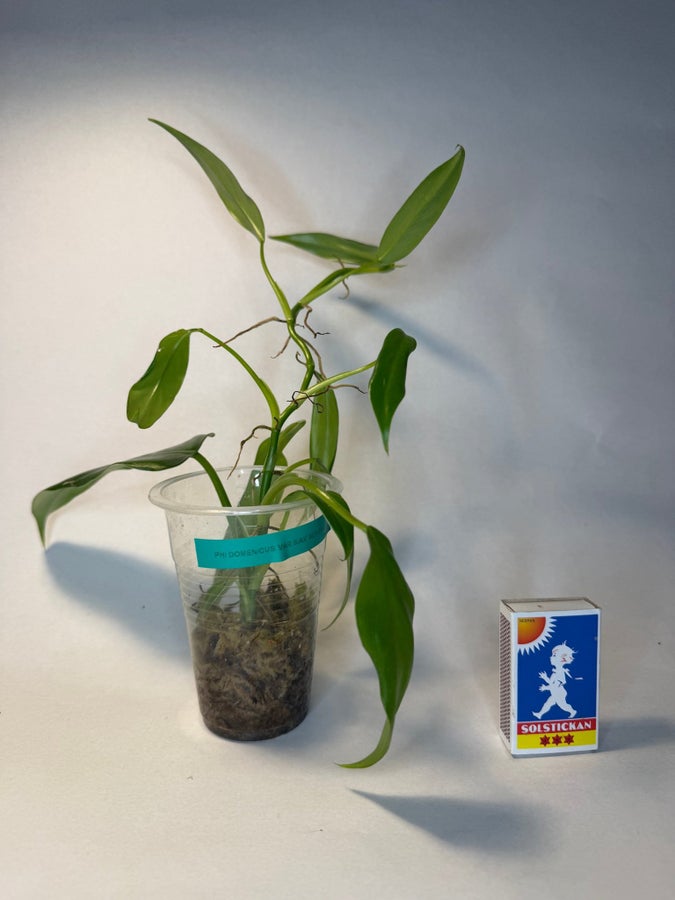 Se produkter som liknar Philodendron domesticum varie.. p Tradera  (719493014)