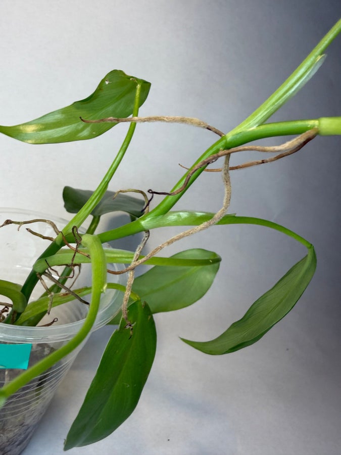 Se produkter som liknar Philodendron domesticum varie.. p Tradera  (719493014)