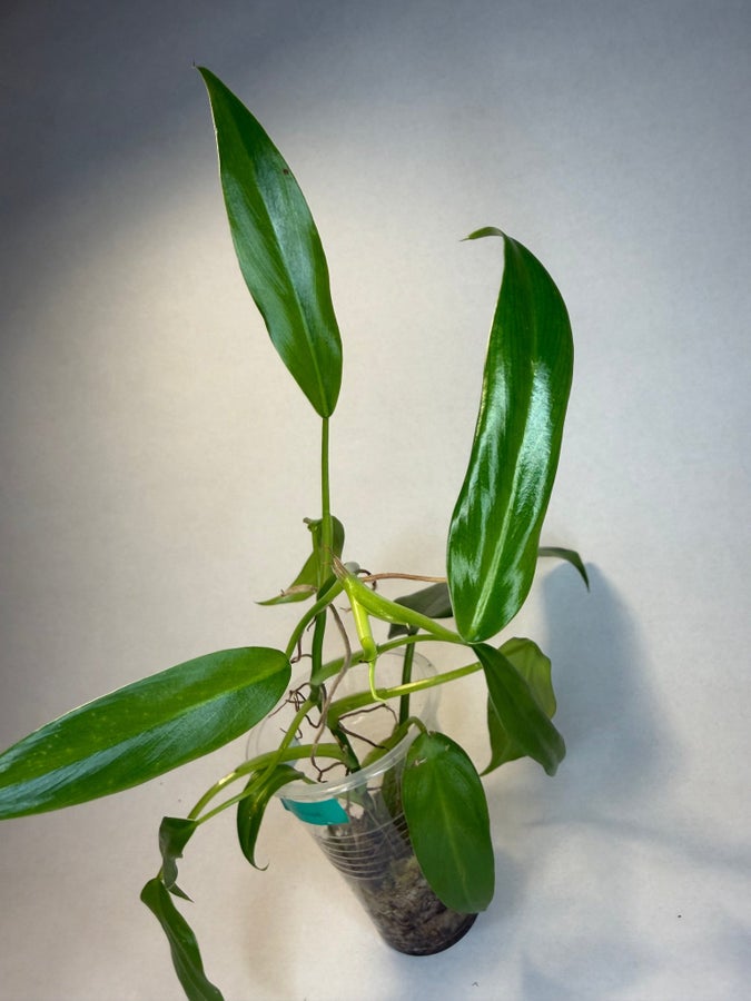 Se produkter som liknar Philodendron domesticum varie.. p Tradera  (719493014)