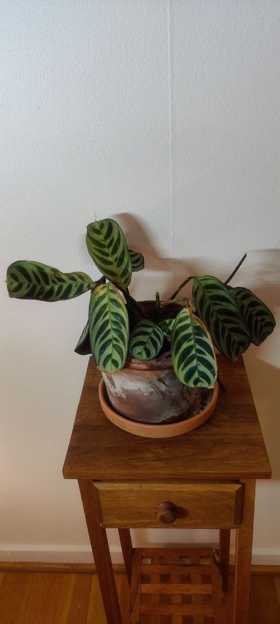 Calathea – välvuxen planta | Köp på Tradera (756812373)