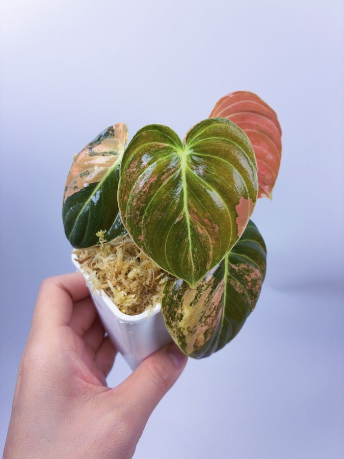 monsera plant 6-8ft Monstera Deliciosa- NYC, NJ, CT, Boston, Providence, Washington DC,  Baltimore, Philadelphia, Princeton, Long Island, and Upstate NY Local Plant