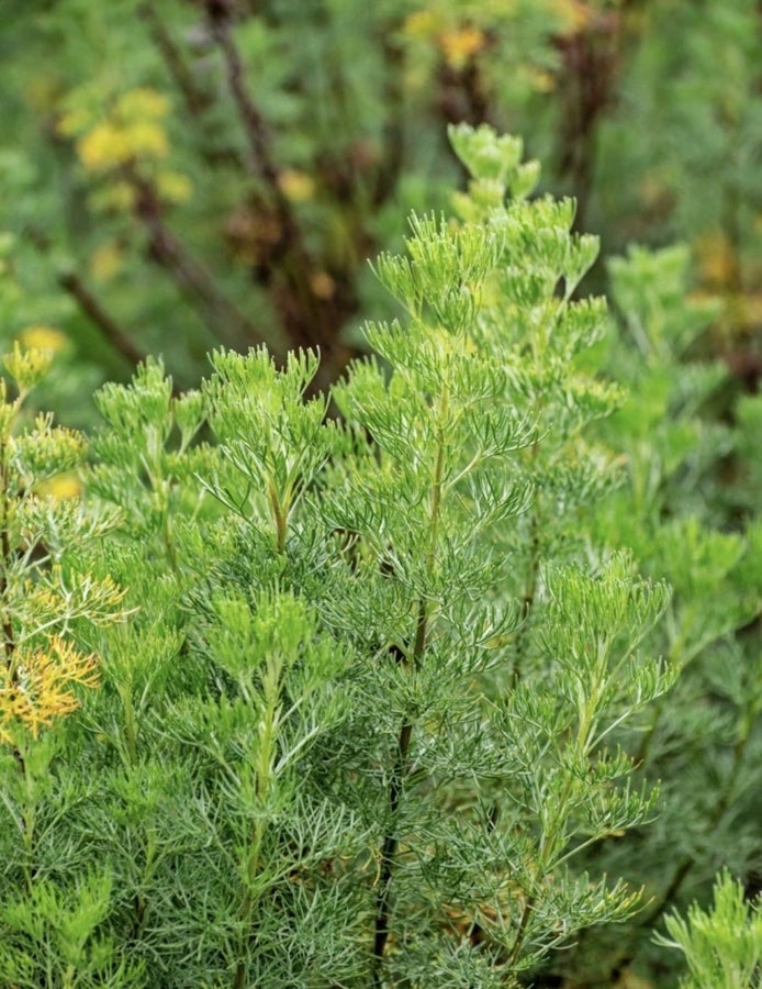 ** COCA-COLA PLANTA ** Åbrodd ** (Artemisia abr.. | Köp på Tradera ...