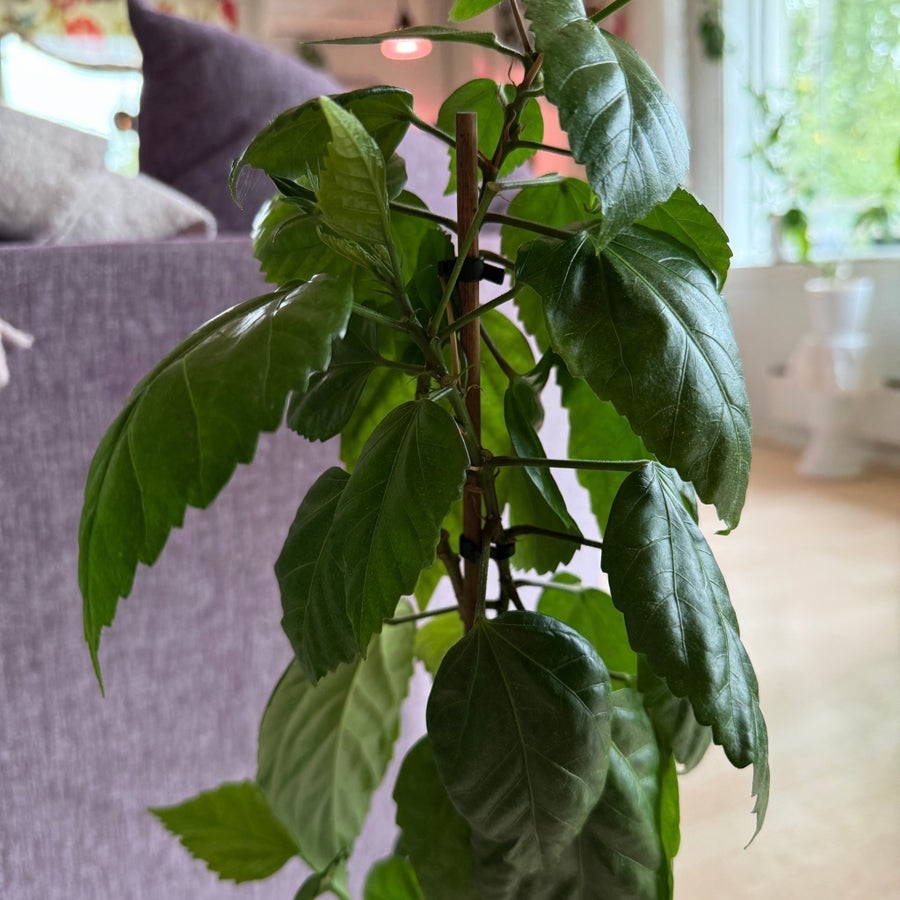 Hel planta rotad Hibiskus dubbel röd ros liknan.. | Köp på Tradera ...
