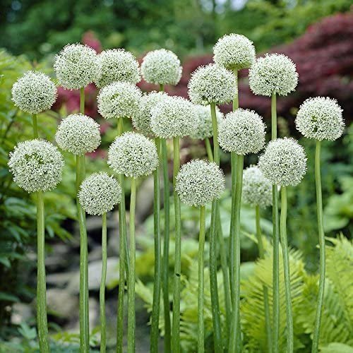 Allium ’White Giant’,1 lök. | Köp på Tradera (561851868)