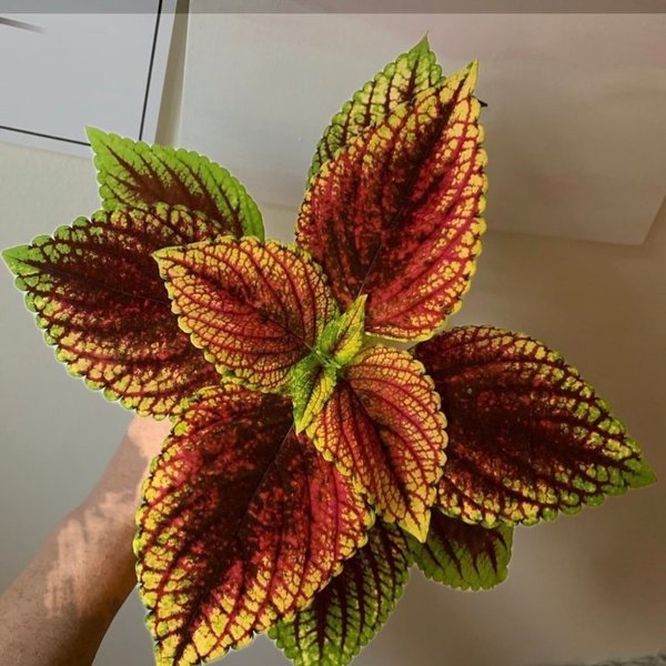 galleryimage 2 zoomed in