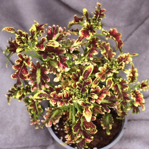 galleryimage 2 zoomed in