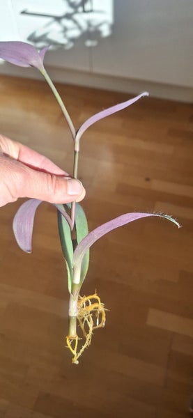 tradescantia-pallida-purpurea-k-p-p-tradera-736209986