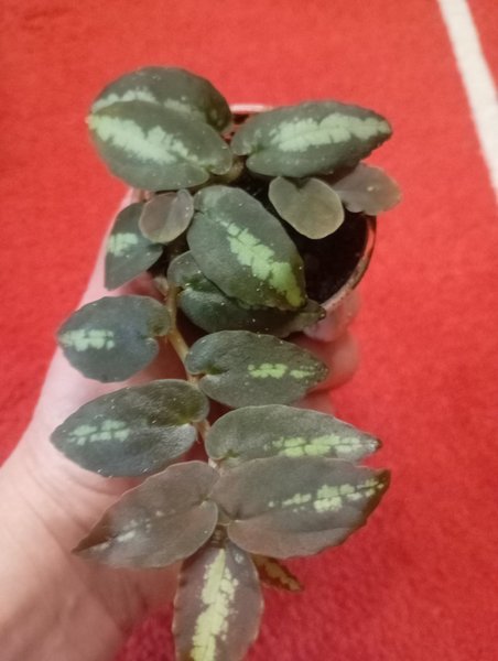 galleryimage 2 zoomed in