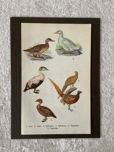 galleryimage 2 zoomed in