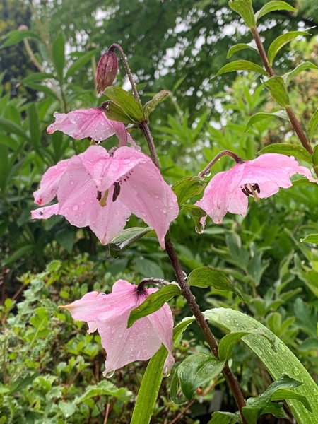 galleryimage 2 zoomed in