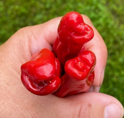 galleryimage 2 zoomed in