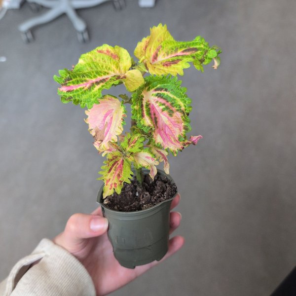 galleryimage 2 zoomed in