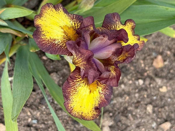galleryimage 2