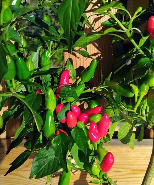 galleryimage 2 zoomed in